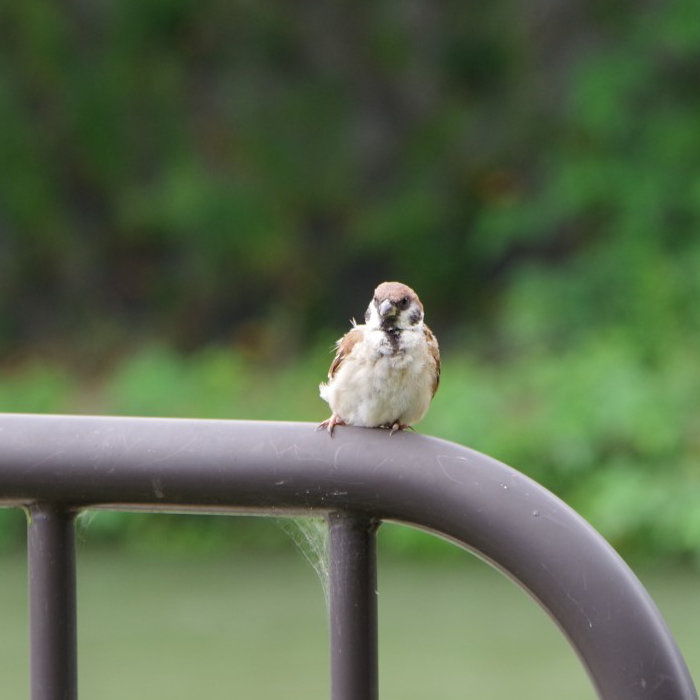 Karamiのアイコン